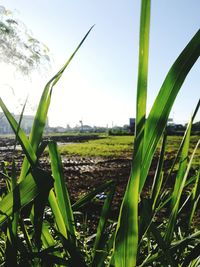 Crops growing on field against sky