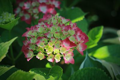 Close-up of pink flowering plant