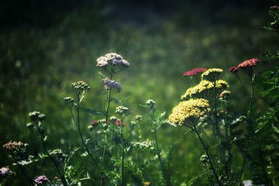 Close-up of flowering plant