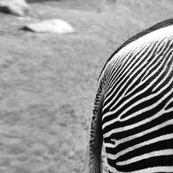 Cropped image of zebra tail at zoo