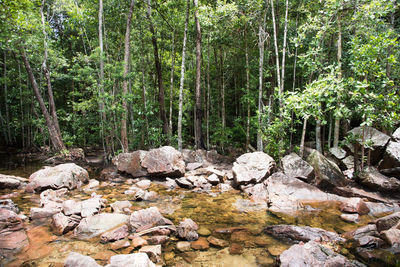 Plants and rocks in forest