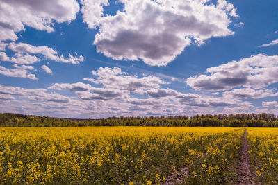 Blooming canola field and blu sky with white clouds