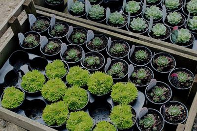 High angle view of potted plants in greenhouse