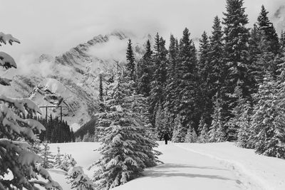 Trees on snow covered landscape against sky