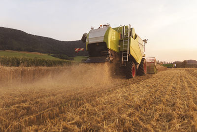 Organic farming, wheat field, harvest, combine harvester in the evening