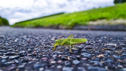 Close-up of insect on road