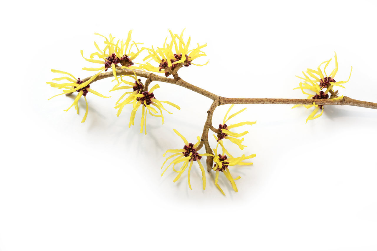 CLOSE-UP OF YELLOW FLOWER ON WHITE BACKGROUND