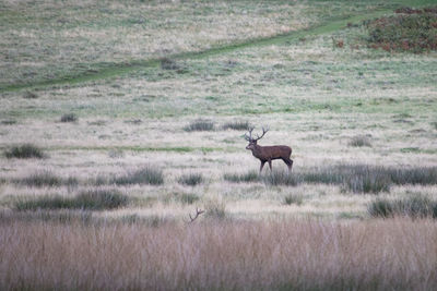 Deer in a field