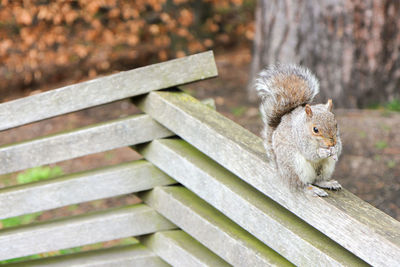 Close-up of squirrel on bench