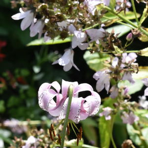 Close-up of pink flowers