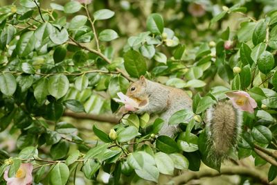 Close up of a squirrel smelling a flower while on a tree 