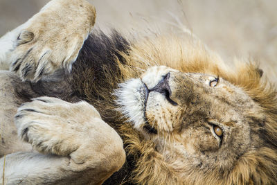 Close-up of lion at kruger national park