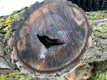 Close-up of lizard on tree trunk