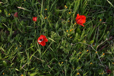 plant