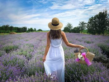 Rear view of woman in white dress holding a basket with lavender flowers in a field of lavender