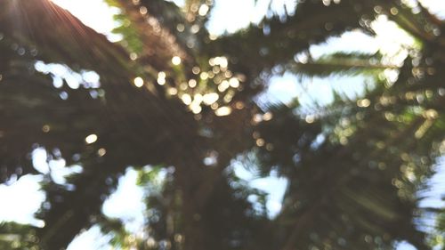 Low angle view of christmas tree against sky