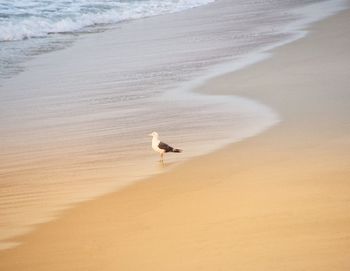 Seagulls on beach