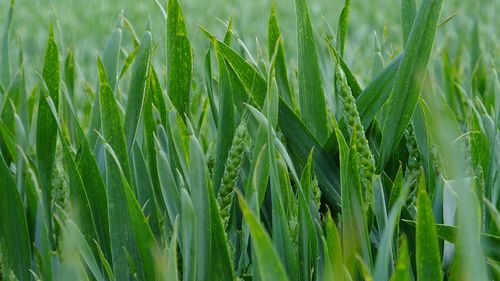 Close-up of grass growing in field