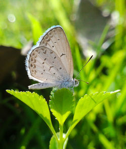 Close-up of butterfly on plant