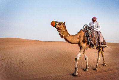 Full length of man riding camel on sand in desert against blue sky