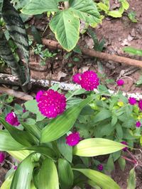 Close-up of pink flowers growing on plant