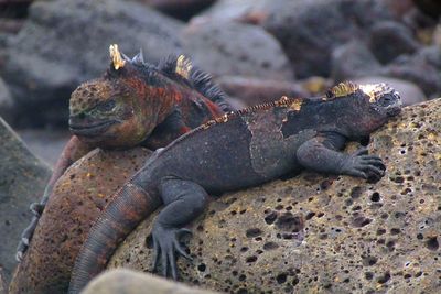 Lizard on the wall