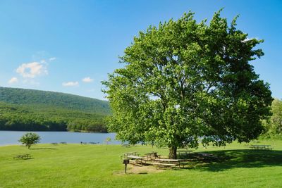 Trees on field by lake against sky