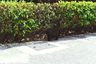 Cat by plants against trees