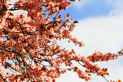 Low angle view of cherry blossom tree against sky