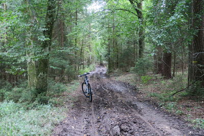 Road passing through forest