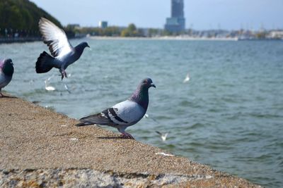 Seagulls perching on a sea