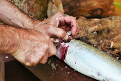 Close-up of man hand gutting fish