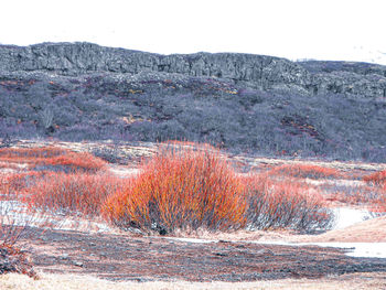 Scenic view of land against clear sky during winter