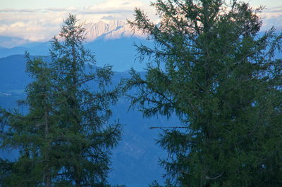 Low angle view of trees against sky