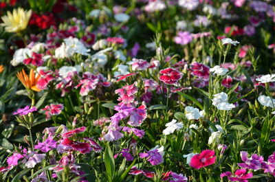 Close-up of flowers blooming outdoors