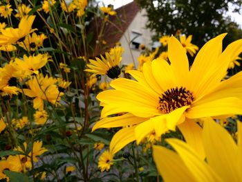 Close-up of yellow flower