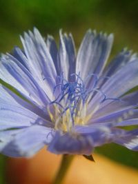 Close-up of flower