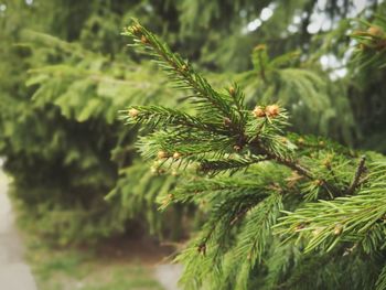 Close-up of pine tree