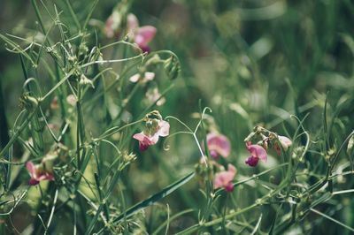 Close-up of red flowering plant