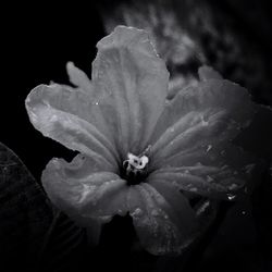Close-up of bumblebee on flower blooming against black background