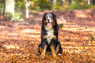 Portrait of dog sitting on land