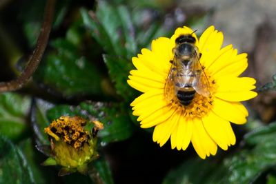 Close-up of bee on yellow flower