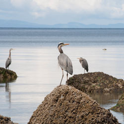 Gray heron perching on rock by sea against sky