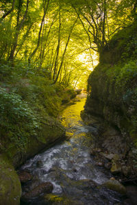 Stream flowing through rocks in forest