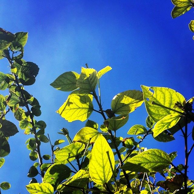 clear sky, leaf, low angle view, blue, growth, green color, yellow, copy space, nature, branch, beauty in nature, tree, freshness, plant, sunlight, green, day, outdoors, flower, no people