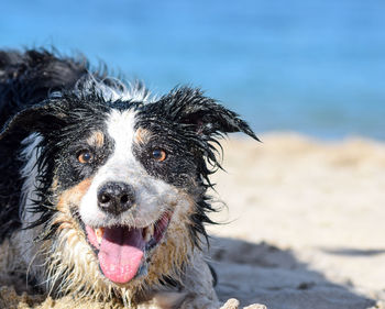 Close-up portrait of dog on beach
