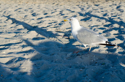 High angle view of seagull on beach