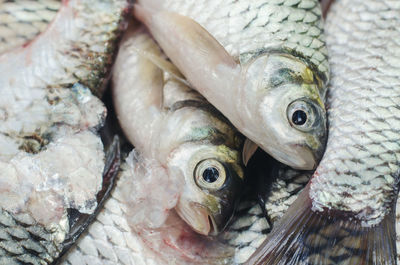 High angle view of fish for sale in market