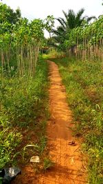 Trail amidst plants