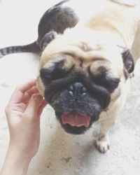 Close-up of hand holding dog